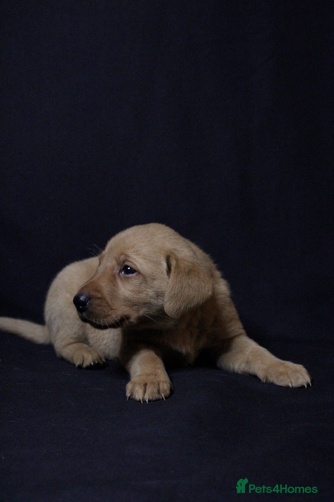 Labrador Retriever dogs for sale: Fully health tested puppies - Image 3