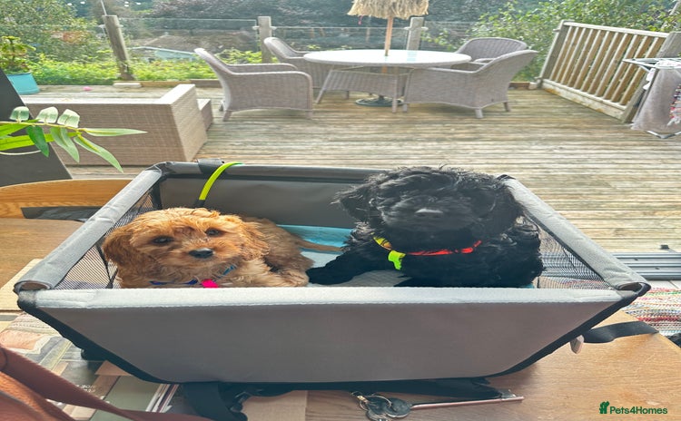 Cavapoo dogs - Advert 5