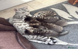 Bengal cats for sale: Cute bengal kittens for sale  - Image 1