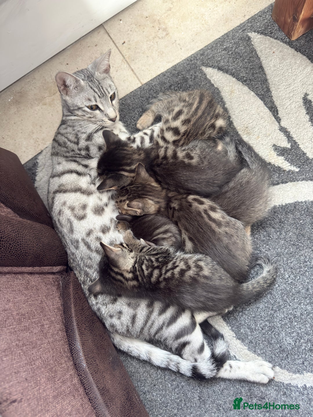 Bengal cats for sale: Cute bengal kittens for sale  - Image 1