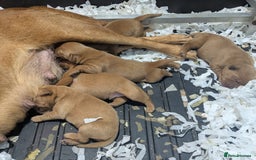 Labrador Retriever dogs for sale: Deep fox red Labrador Puppies,FULLY TESTED PARENTS - Image 4
