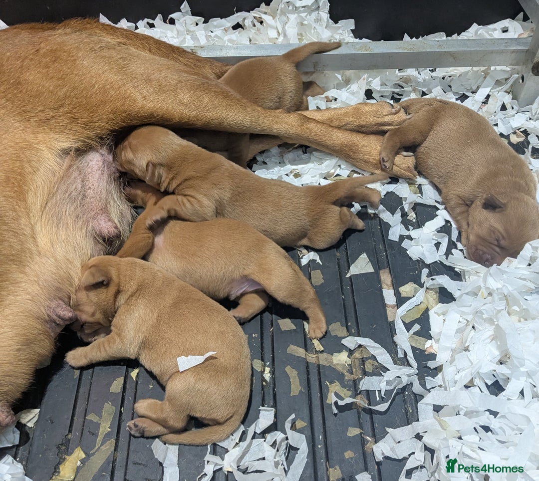 Labrador Retriever dogs for sale: Deep fox red Labrador Puppies,FULLY TESTED PARENTS - Image 4