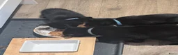 Mixed Breed cats for sale: Kitten  - Advert 13