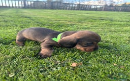 Dachshund dogs for sale: WHD - Wirehaired Dachshund (Teckle) Pups - Image 33