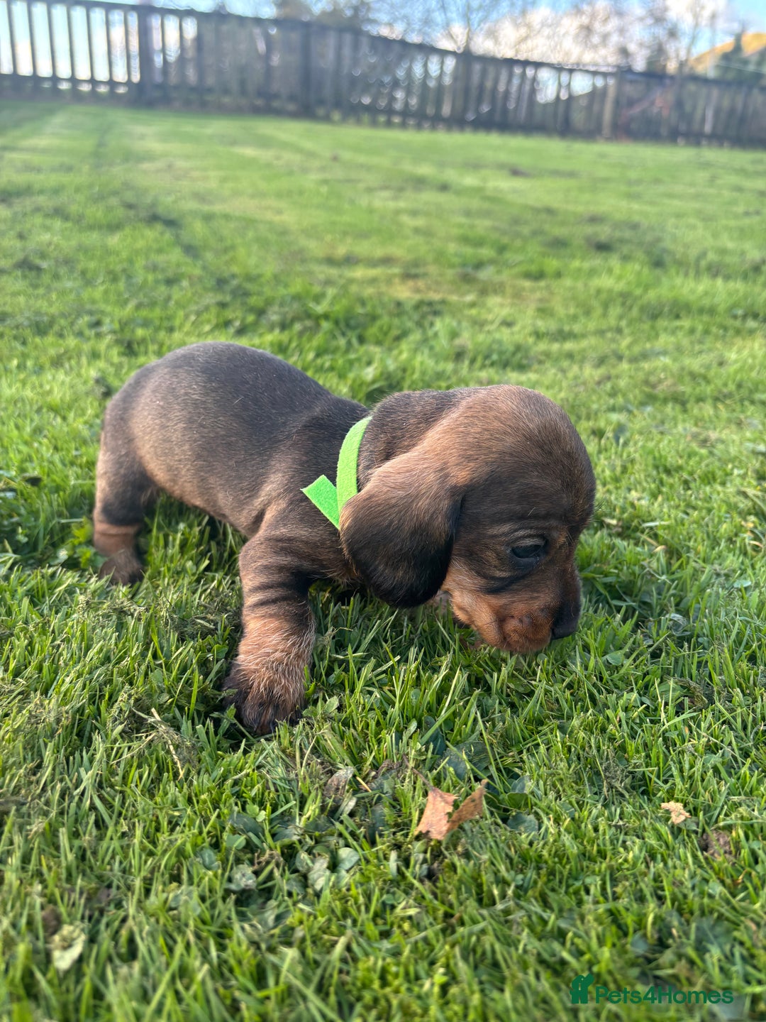 Dachshund dogs for sale: WHD - Wirehaired Dachshund (Teckle) Pups - Image 33