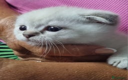 Scottish Fold cats for sale: Scottish Fold kittens x3 - Image 4