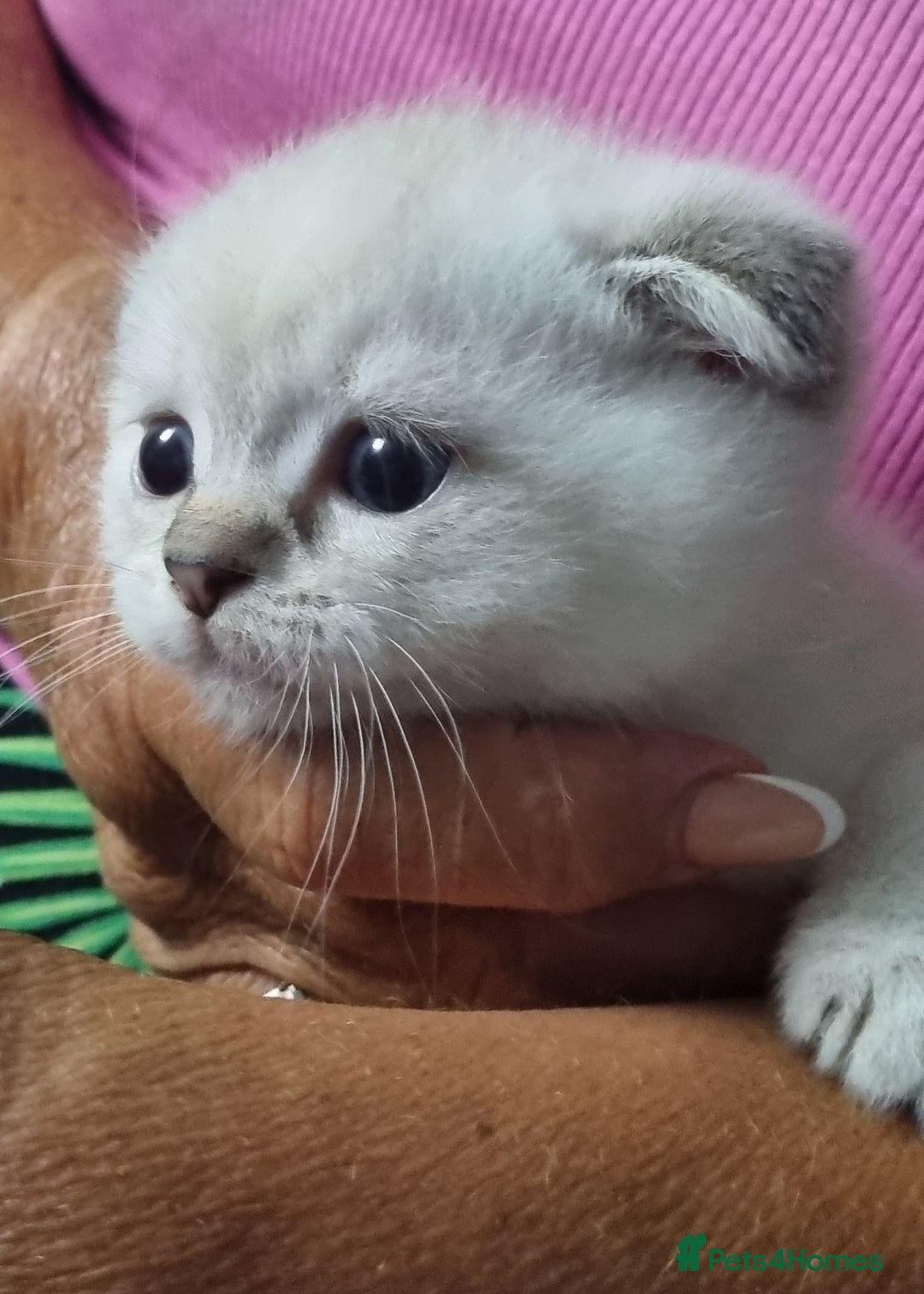 Scottish Fold cats for sale: Scottish Fold kittens x3 - Image 4
