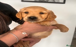 Golden Retriever dogs for sale: Golden Retriever Puppies  - Image 29