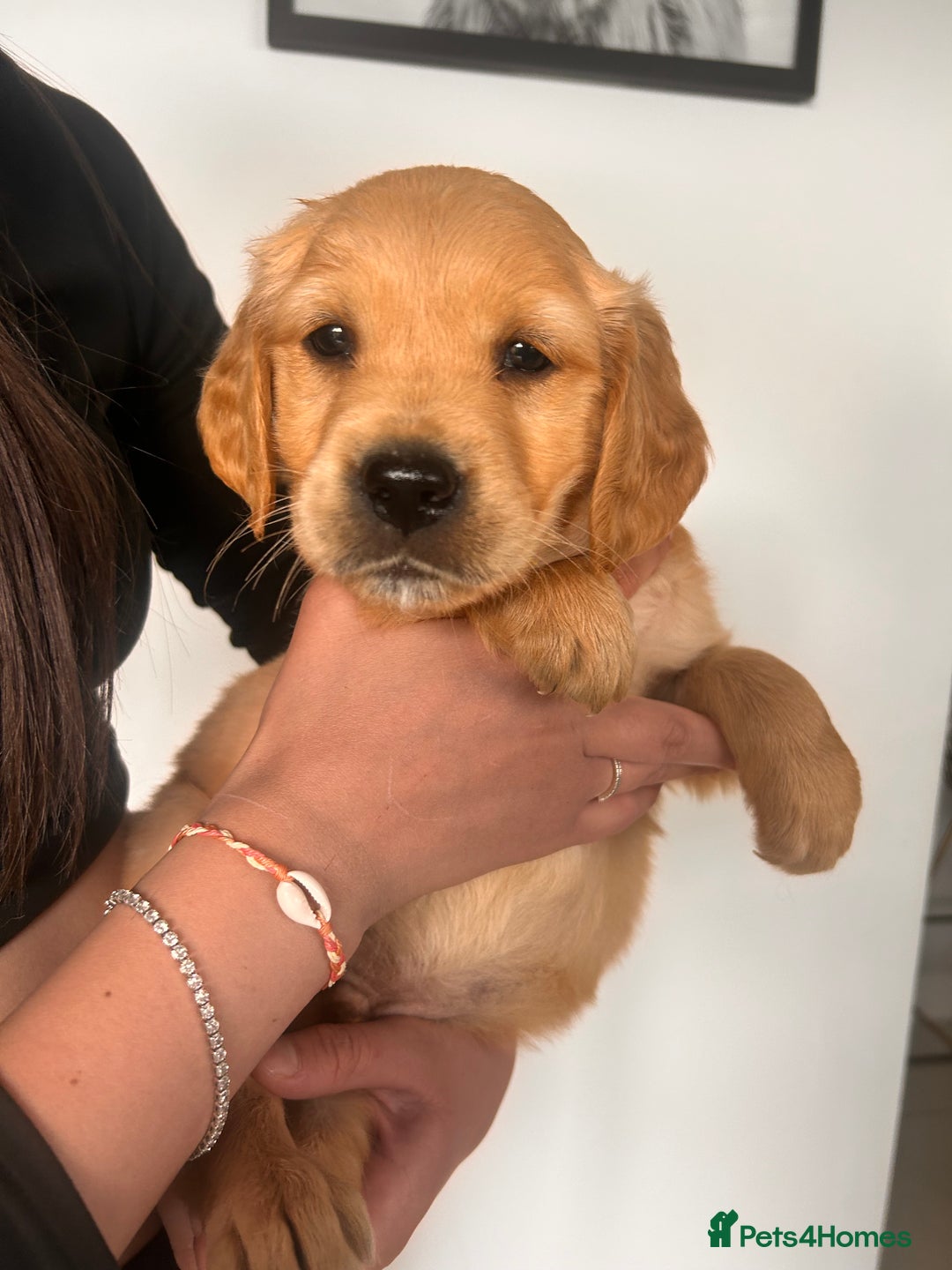 Golden Retriever dogs for sale: Golden Retriever Puppies  - Image 29