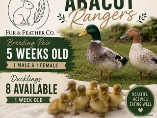 Ducks poultry for sale: *RESERVED* Abacot Ranger Breeding Pair - Advert 2