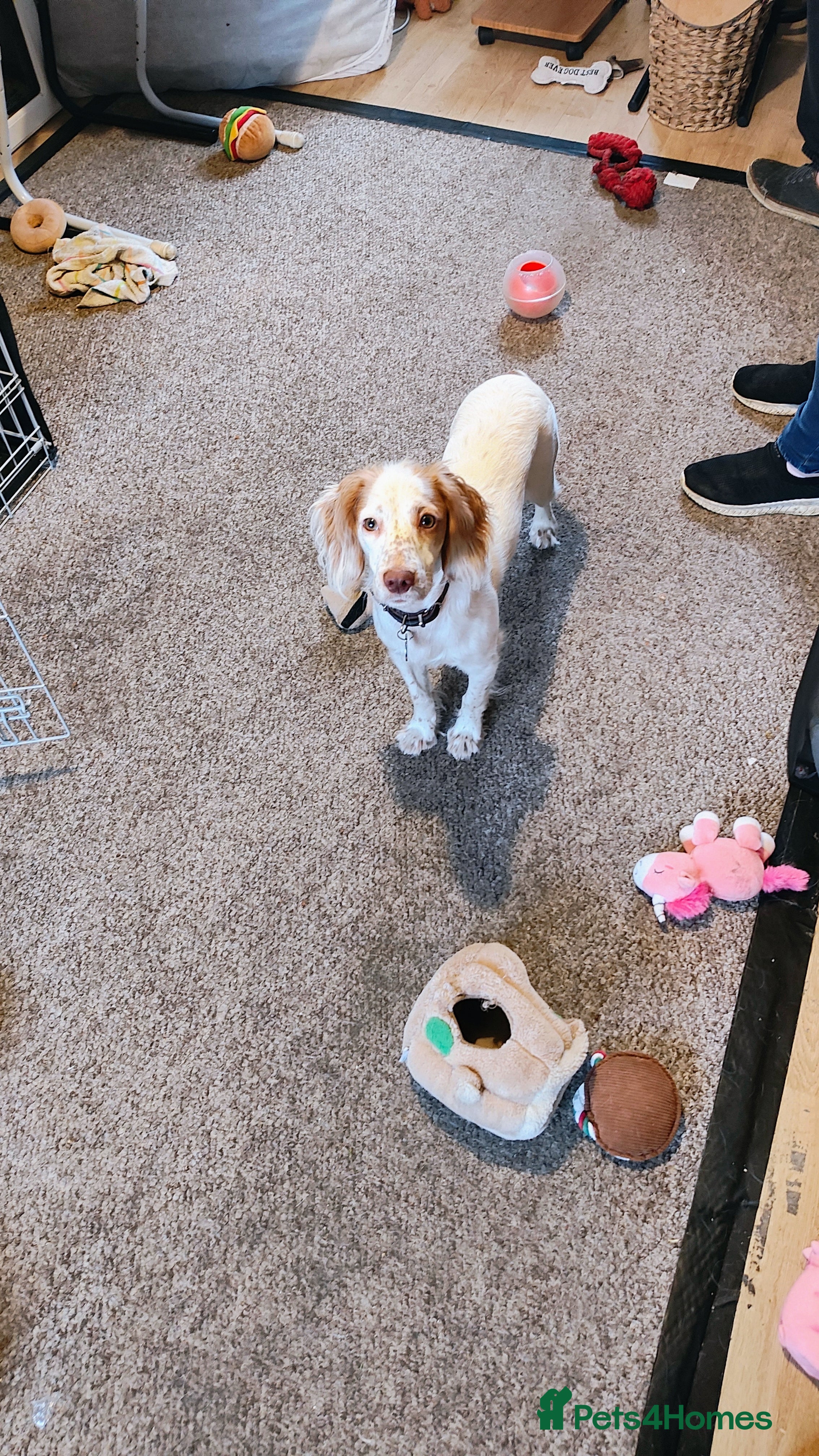 Cocker Spaniel dogs Female cocker spaniel for sale in Cambridge - Advert 1