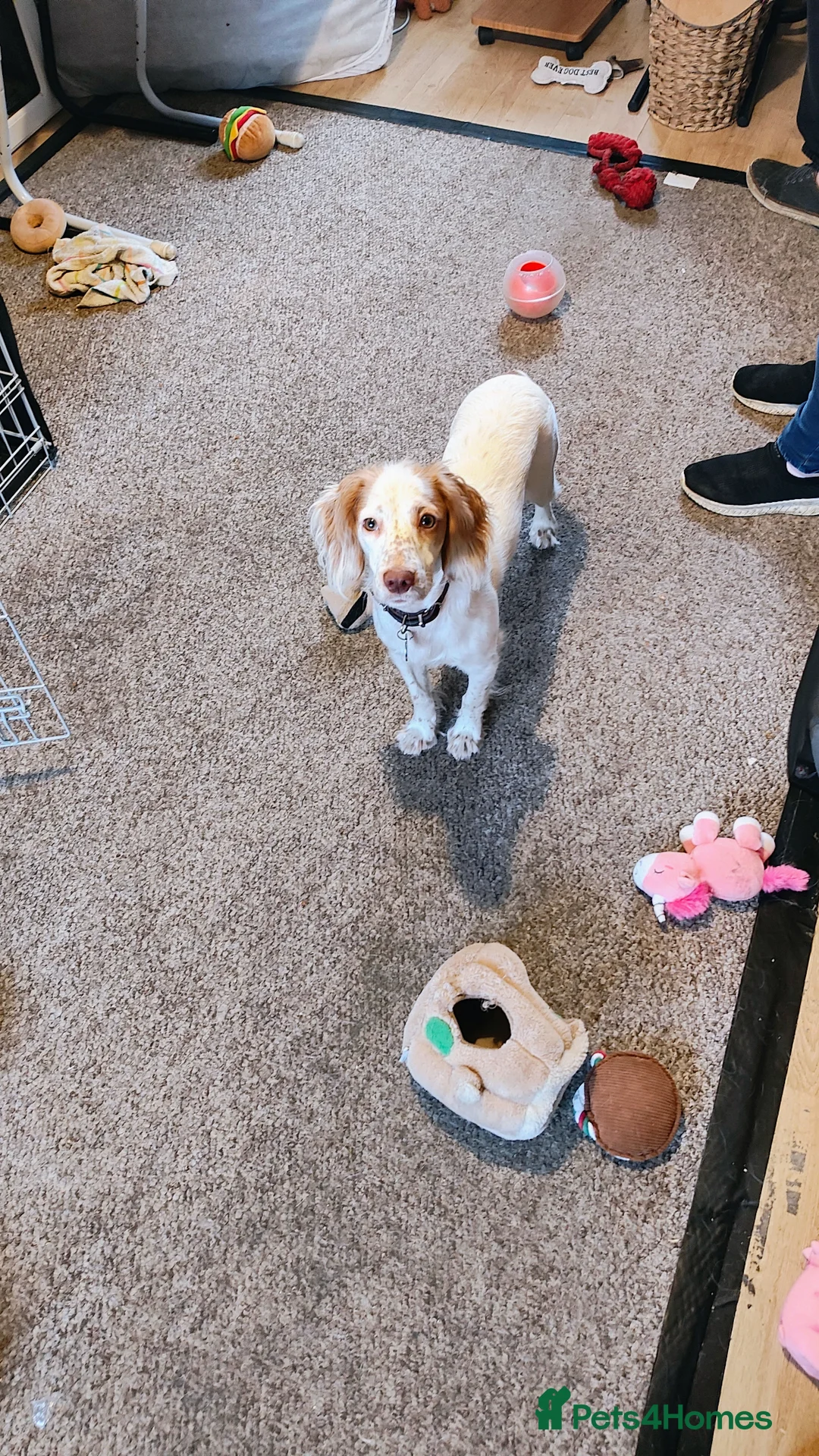 Cocker Spaniel dogs for sale: Female cocker spaniel for sale in Cambridge - Advert 1