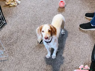 Cocker Spaniel dogs Female cocker spaniel for sale in Cambridge - Advert 1