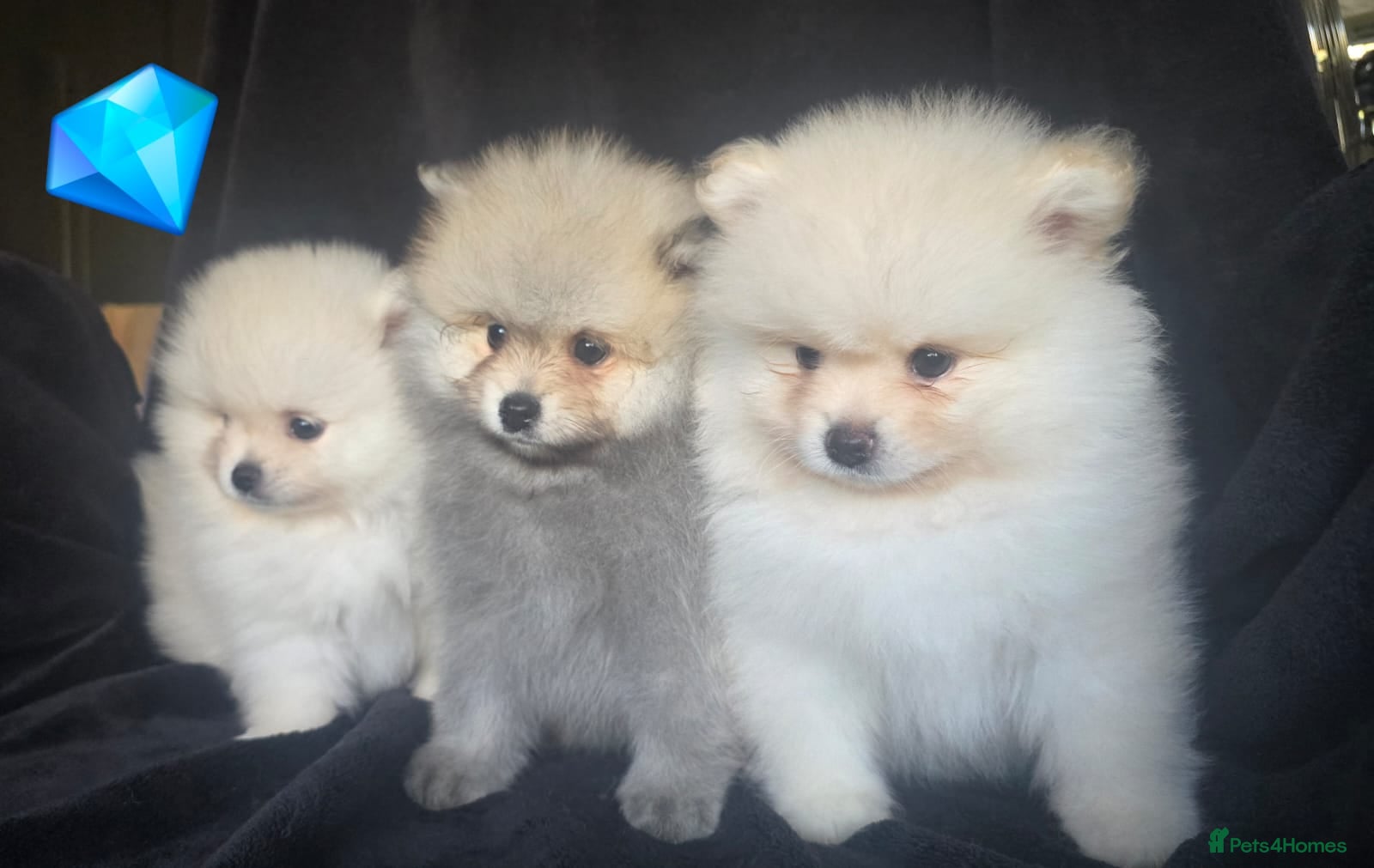 Pomeranian dogs 🔥Fluffy pomeranian male puppies for sale. KC reg. - Advert 1