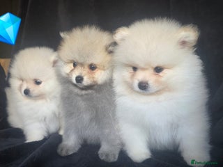 Pomeranian dogs Fluffy pomeranian male puppies for sale. KC reg. - Advert 3