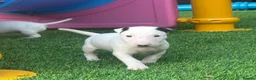 English Bull Terrier dogs for sale: Stunning English bull terrier puppies for sale  - Advert 4