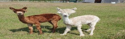 Alpaca livestock for sale: Selection of Alpacas for Sale - Advert 2