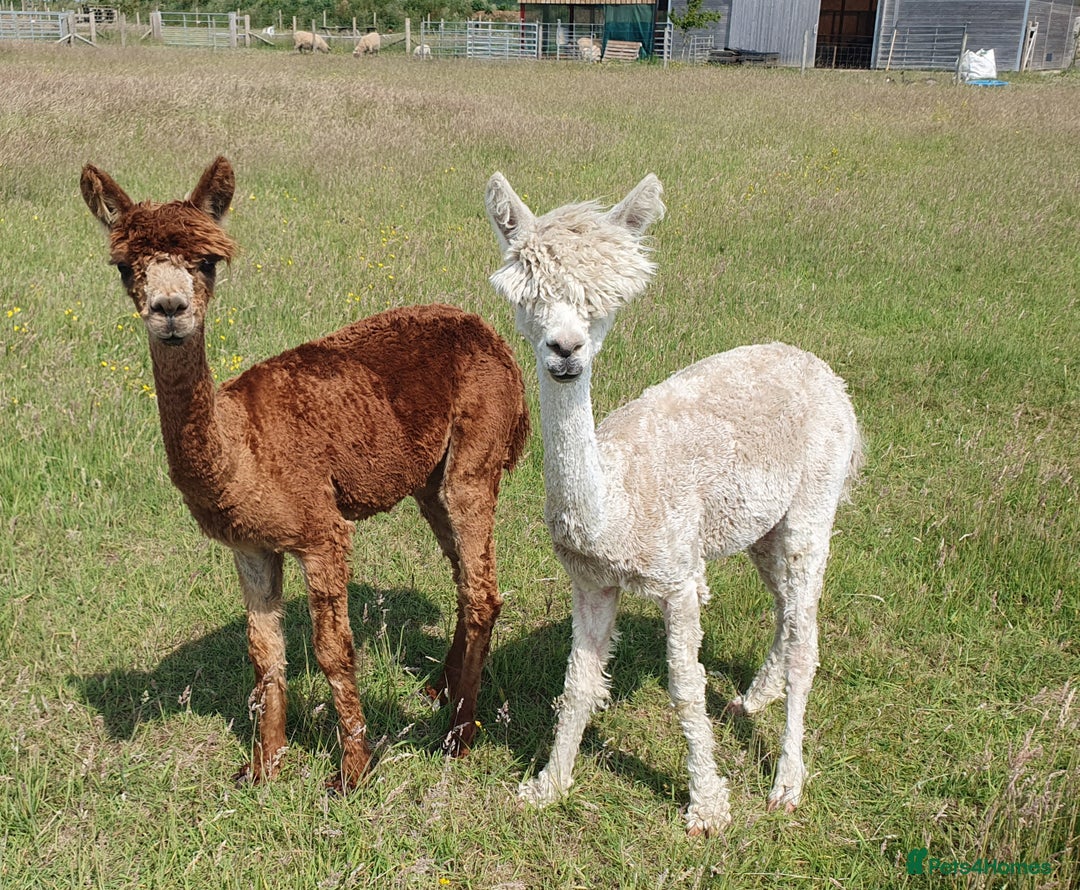 Alpaca livestock for sale: Selection of Alpacas for Sale - Advert 2