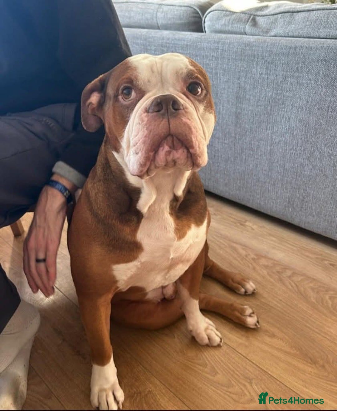 Mixed Breed dogs for adoption: Meet Tyson, currently residing in Hertfordshire  - Advert 1