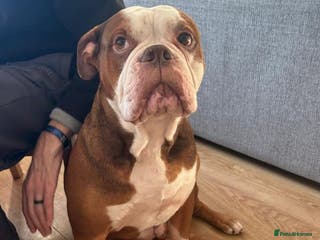 Mixed Breed dogs Meet Tyson, currently residing in Hertfordshire - Advert 1