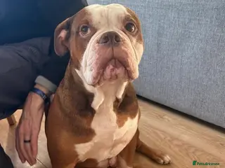 Mixed Breed dogs Meet Tyson, currently residing in Hertfordshire - Advert 16