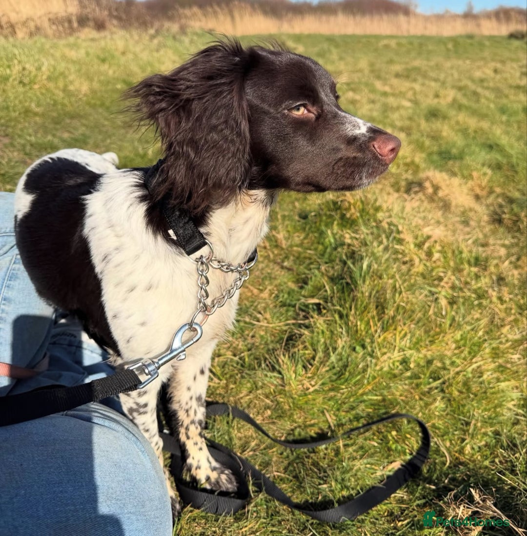 English Springer Spaniel dogs for sale: Coco springer spaniel - Image 4
