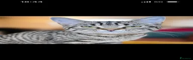 Mad Mackeral