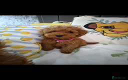 Poodle dogs for sale: Toy poodle puppies for sale  - Image 13