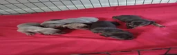 Mixed Breed dogs for sale: French bulldog x dachshund  - Advert 9