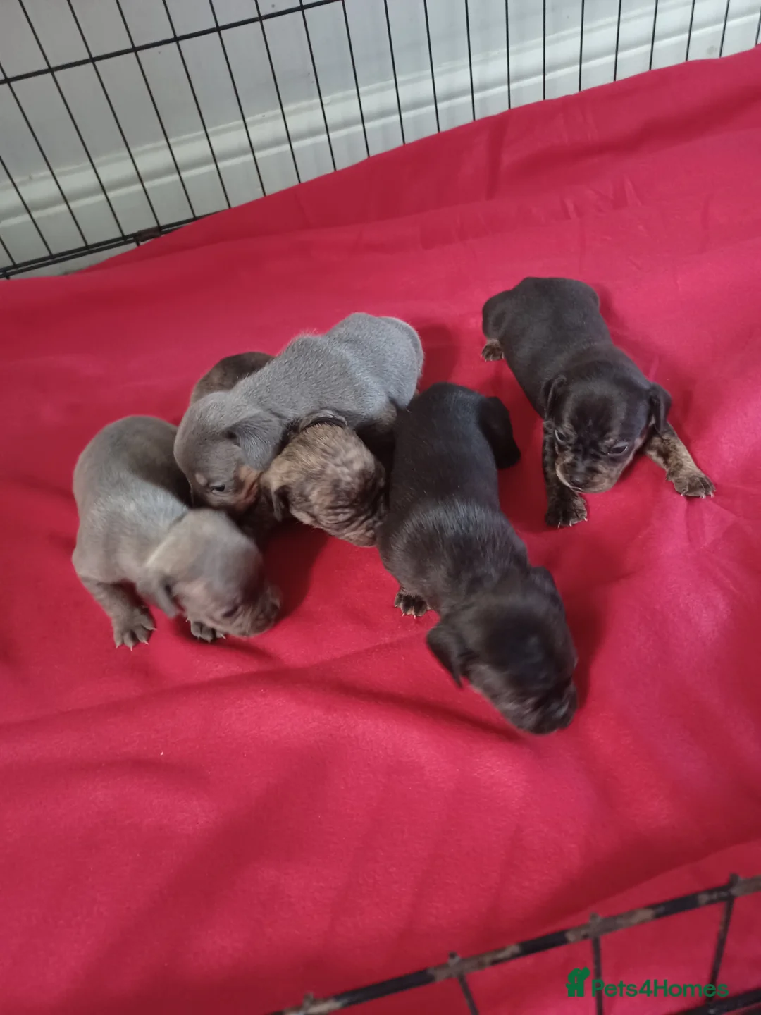 Mixed Breed dogs for sale: French bulldog x dachshund  - Advert 9