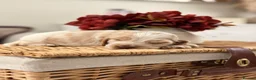 Cocker Spaniel dogs for sale: Show type cocker spaniels  - Advert 31
