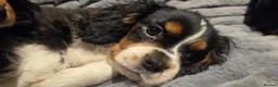 Cavalier King Charles Spaniel dogs for sale: Cavalier King Charles spaniel  - Advert 7