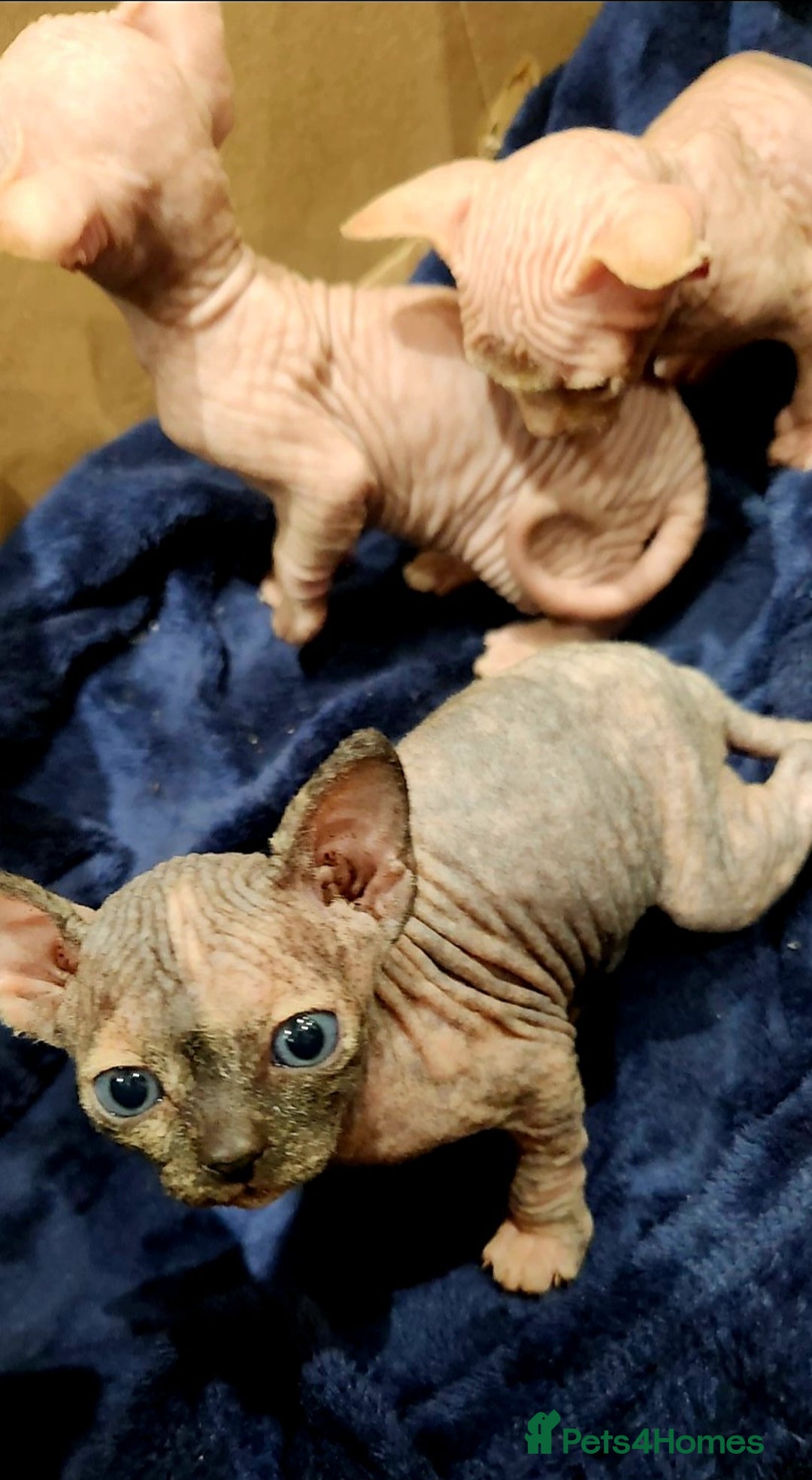 Sphynx cats for sale: 3 Beautiful Canagian Sphynx - Advert 9