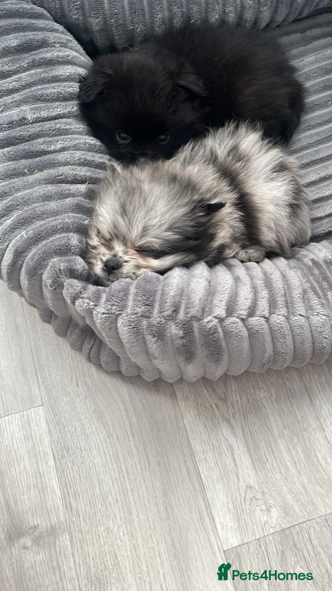 Pomeranian dogs for sale: Merle Pomeranian puppy in Skegness - Advert 2