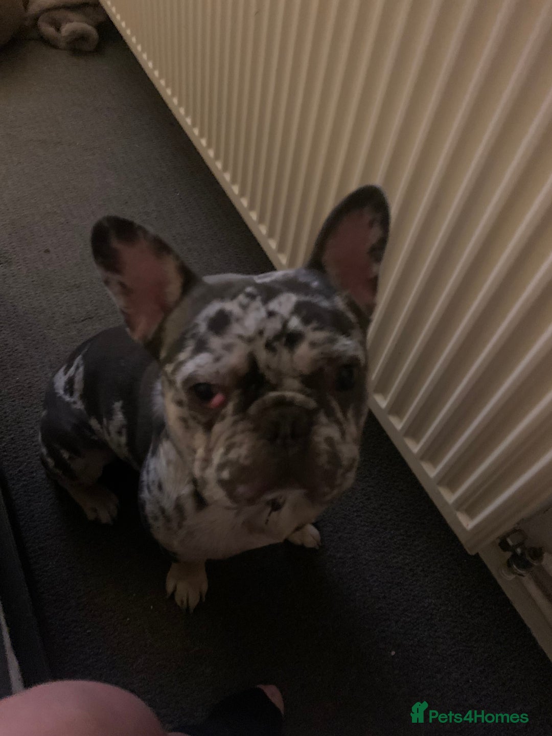 French Bulldog dogs for stud: Rokko French bulldog  - Advert 5