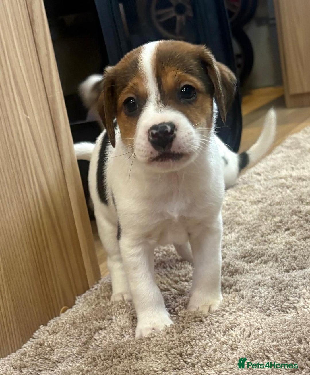 Jack Russell dogs for sale: Gorgeous short-legged Jack Russell Puppies! - Advert 19