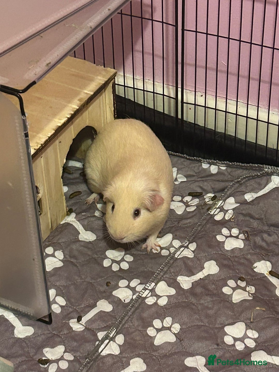 Guinea Pig rodents for sale: 2 female guinea pigs - Image 5