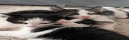 Domestic Shorthair cats for sale: 2 black&white kittens looking for home !  in London - Advert 3