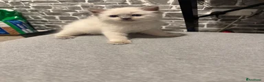Ragdoll 2