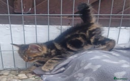 Mixed Breed cats for sale: Gorgeous Bengal x babies **READY NOW** - Image 29