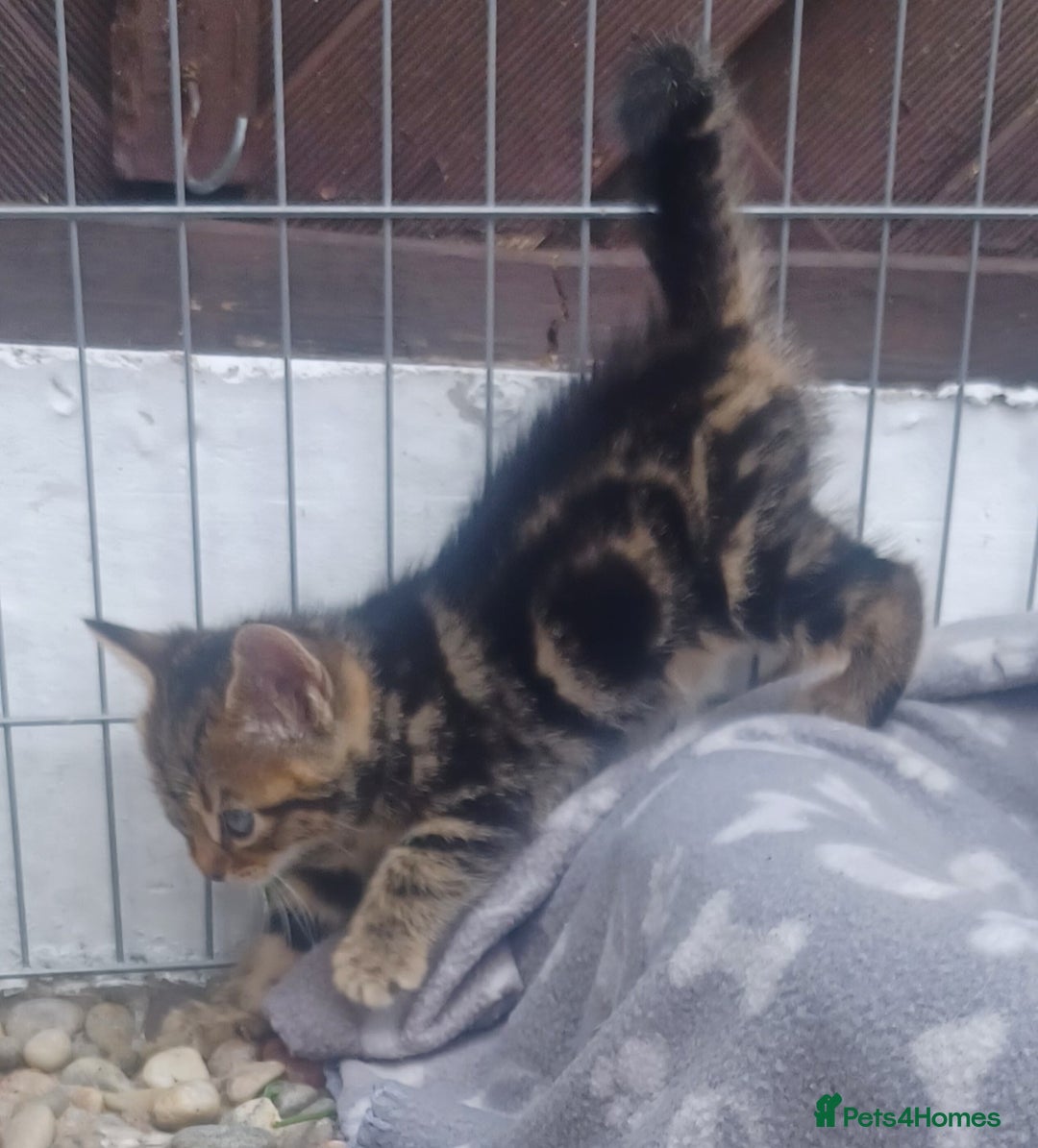 Mixed Breed cats for sale: Gorgeous Bengal x babies **READY NOW** - Image 29