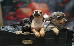 Mixed Breed dogs for sale: Pomweenies 💕💕 - Image 5