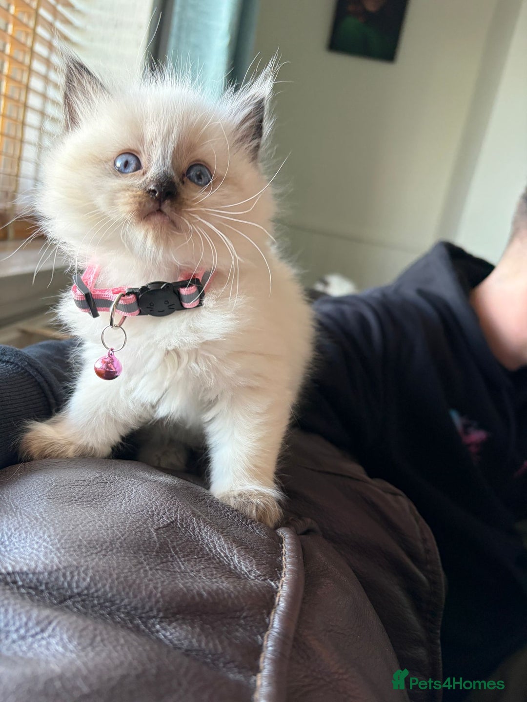 Ragdoll cats for sale: Purebred Ragdoll Kittens 3 Boys & 1 Girl - Advert 8