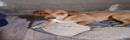 Mixed Breed dogs for adoption:  💙PRINCE💙: 8-month-old small-/low-medium boy - Advert 17