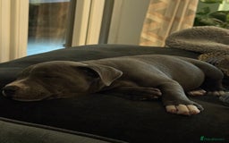Staffordshire Bull Terrier dogs for sale: 1 BITCH LEFT !Blue BULLSCAFF Blood🩸line - Image 7