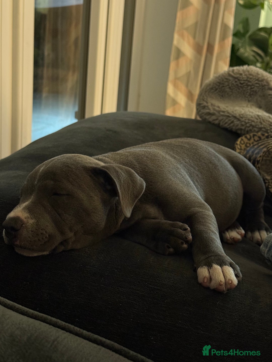 Staffordshire Bull Terrier dogs for sale: 1 BITCH LEFT !Blue BULLSCAFF Blood🩸line - Image 7