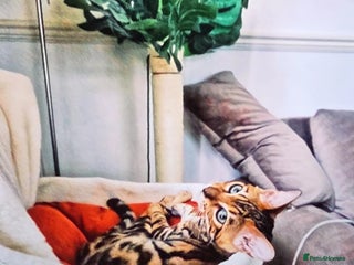 Bengal cats - Advert 2