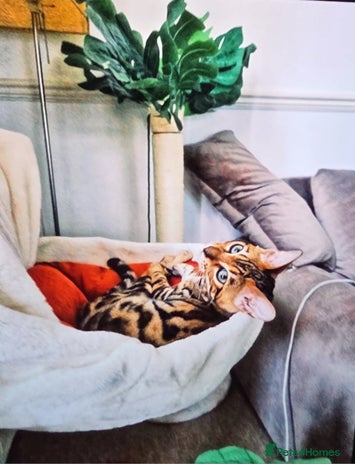 Bengal cats - Advert 3
