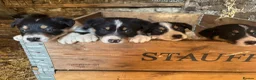 Border Collie dogs for sale: Tri border collie pups  - Advert 7