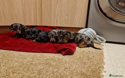 Miniature Dachshund dogs for sale: Black grey dapple, Black Tan miniature dachshund - Image 17